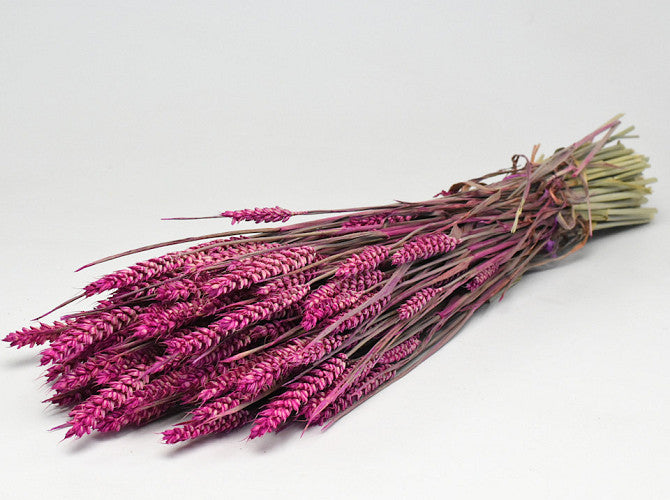 Tarwe Roze