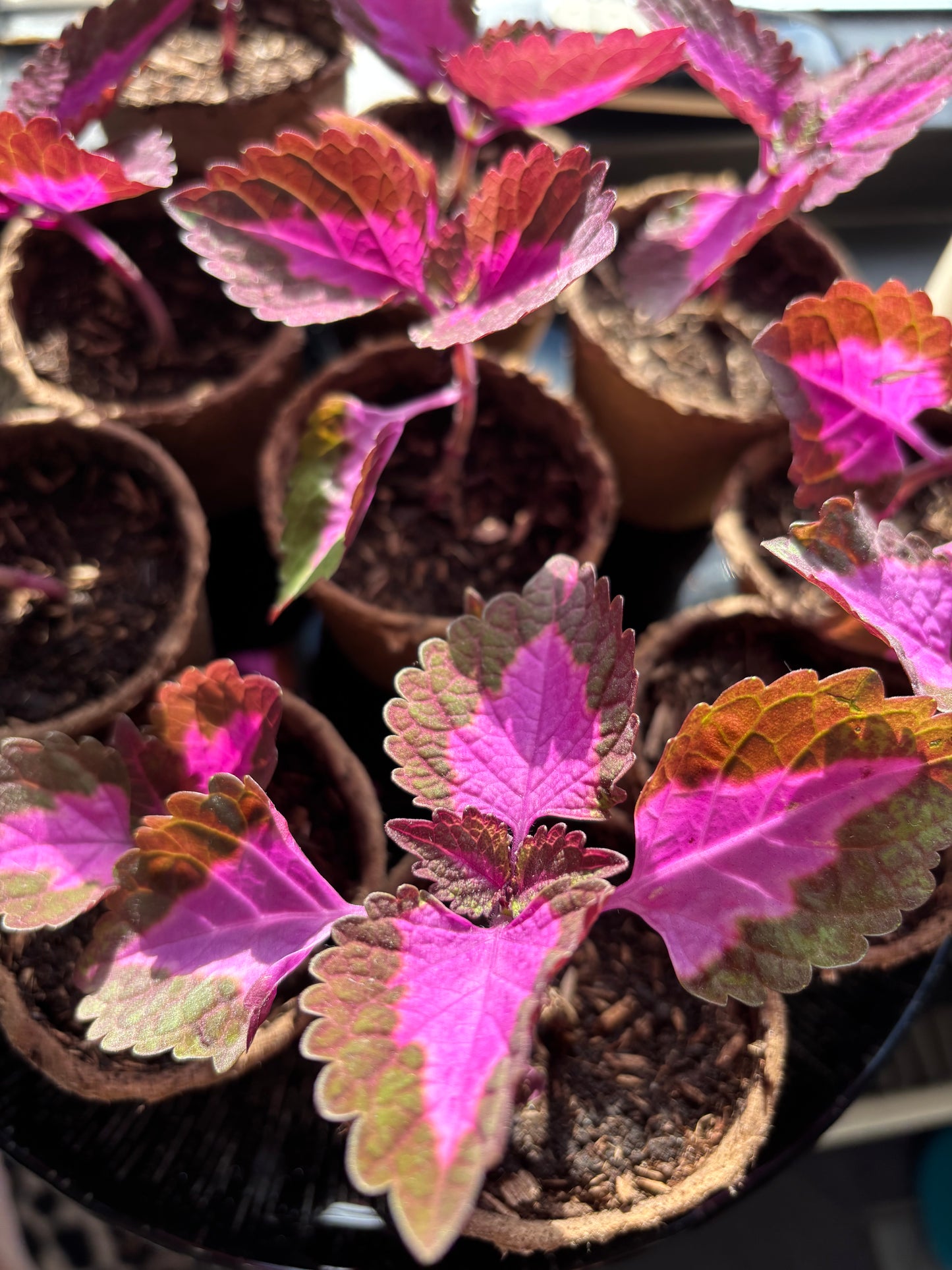 Siernetel stekje Coleus paars