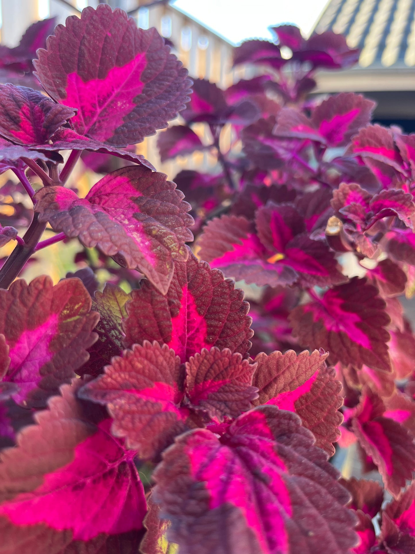 Siernetel stekje Coleus paars