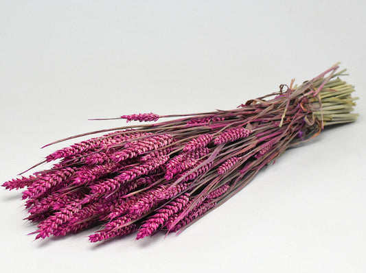 Tarwe Roze