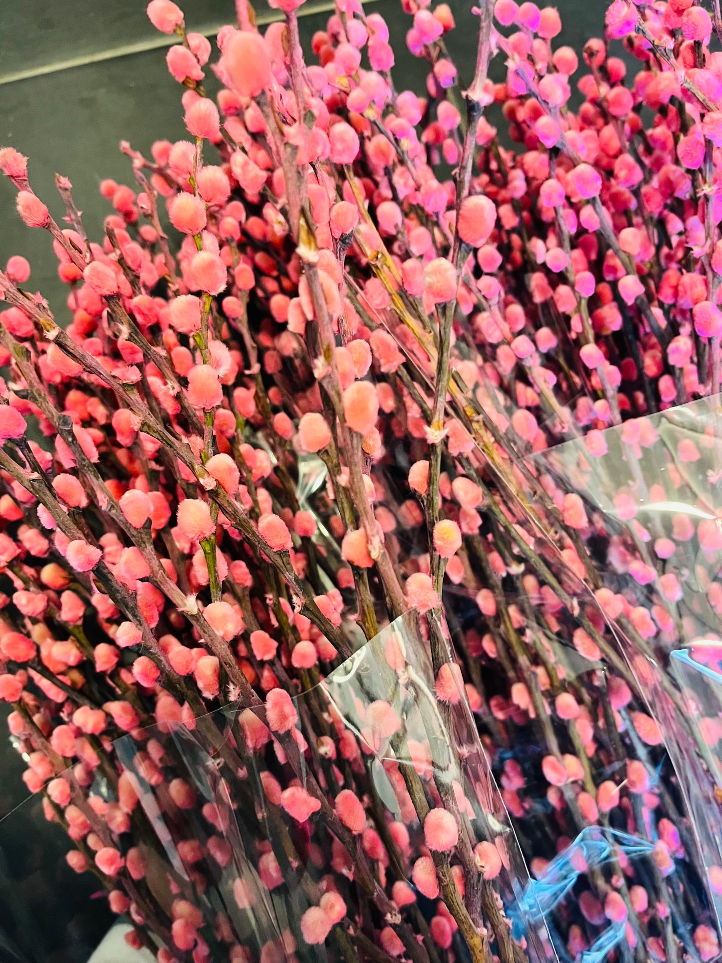 Wilgenkatjes roze Salix 10 stuks